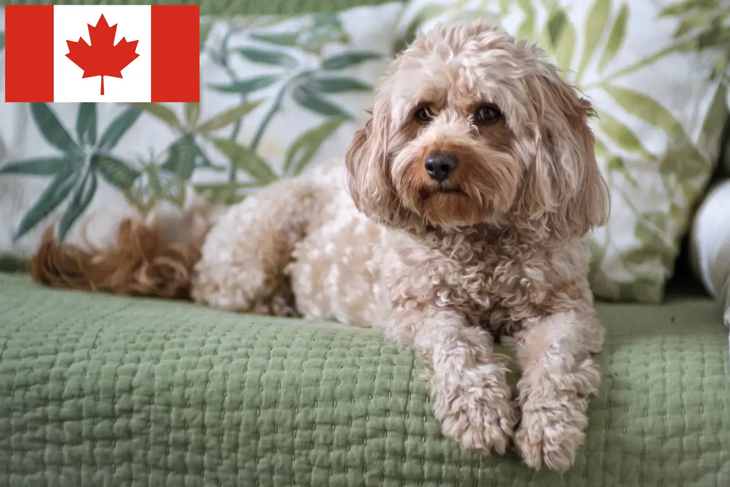 Cavoodle hvalpe og opdrættere Canada Her kan du finde Cavoodles-opdrættere i Canada.