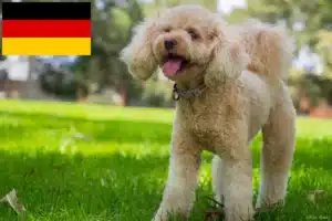 Read more about the article Cavoodle-opdrættere og hvalpe i Tyskland