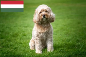 Read more about the article Cavoodle-opdrættere og hvalpe i Ungarn