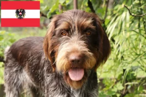 Read more about the article Český fousek opdrættere og hvalpe i Østrig