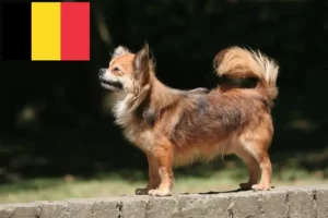 Read more about the article Chihuahua-opdrættere og hvalpe i Belgien