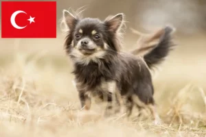 Read more about the article Chihuahua-opdrættere og hvalpe i Tyrkiet