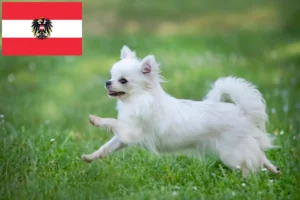 Read more about the article Chihuahua-opdrættere og hvalpe i Østrig