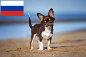 Read more about the article Chihuahua-opdrættere og hvalpe i Rusland