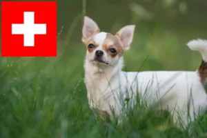 Read more about the article Chihuahua-opdrættere og hvalpe i Schweiz