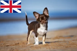 Read more about the article Chihuahua-opdrættere og hvalpe i Storbritannien