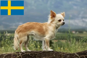 Read more about the article Chihuahua-opdrættere og hvalpe i Sverige