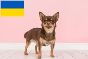 Read more about the article Chihuahua-opdrættere og hvalpe i Ukraine