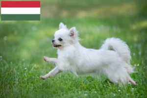 Read more about the article Chihuahua-opdrættere og hvalpe i Ungarn