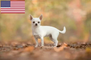 Read more about the article Chihuahua-opdrættere og hvalpe i USA