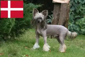 Read more about the article Chinese Crested Dog opdrættere og hvalpe i Danmark
