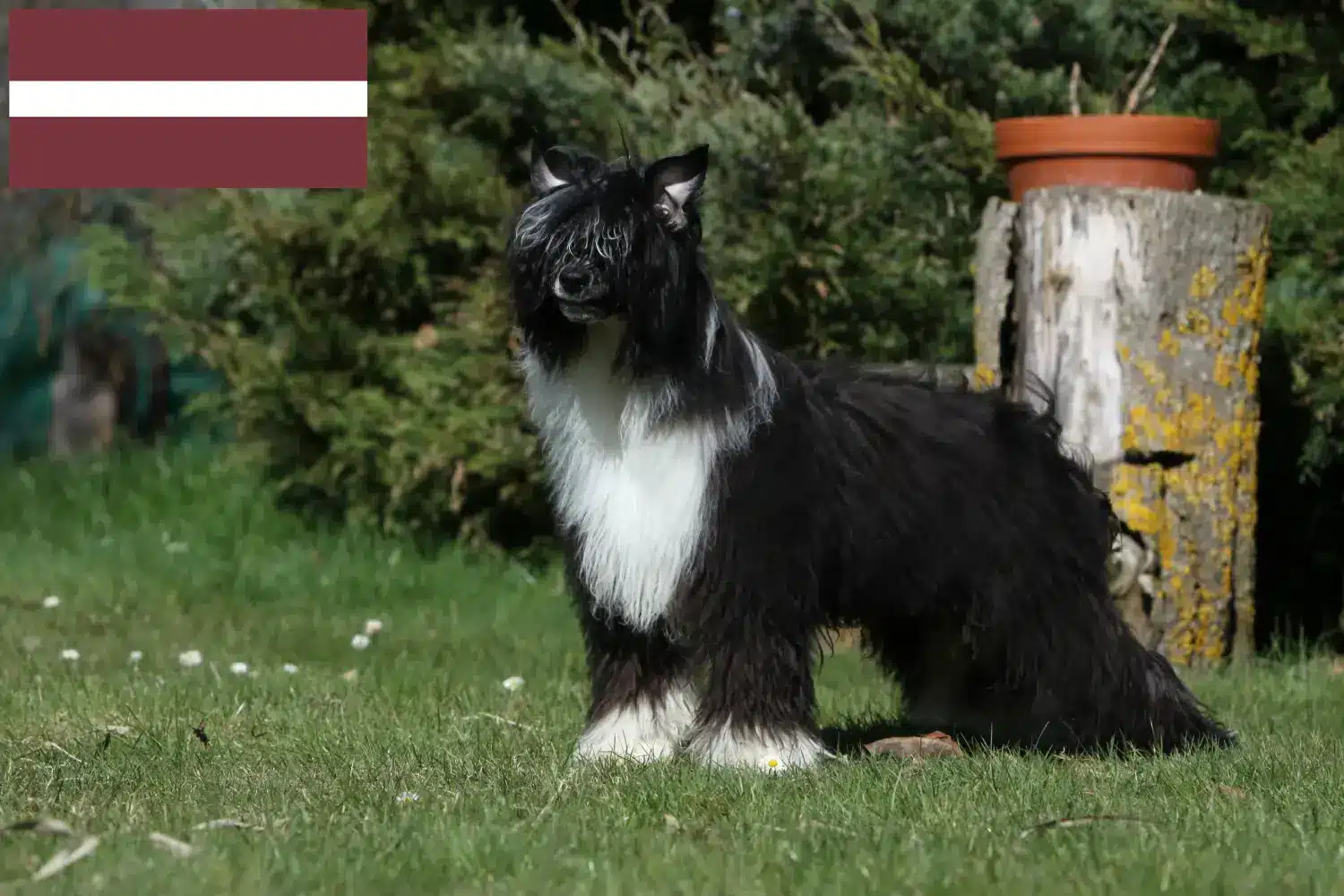 Chinese Crested Dog hvalpe og opdrættere Letland Find opdrættere af Chinese Crested Dogs i Letland.