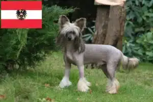 Read more about the article Opdrættere og hvalpe af Chinese Crested Dog i Østrig
