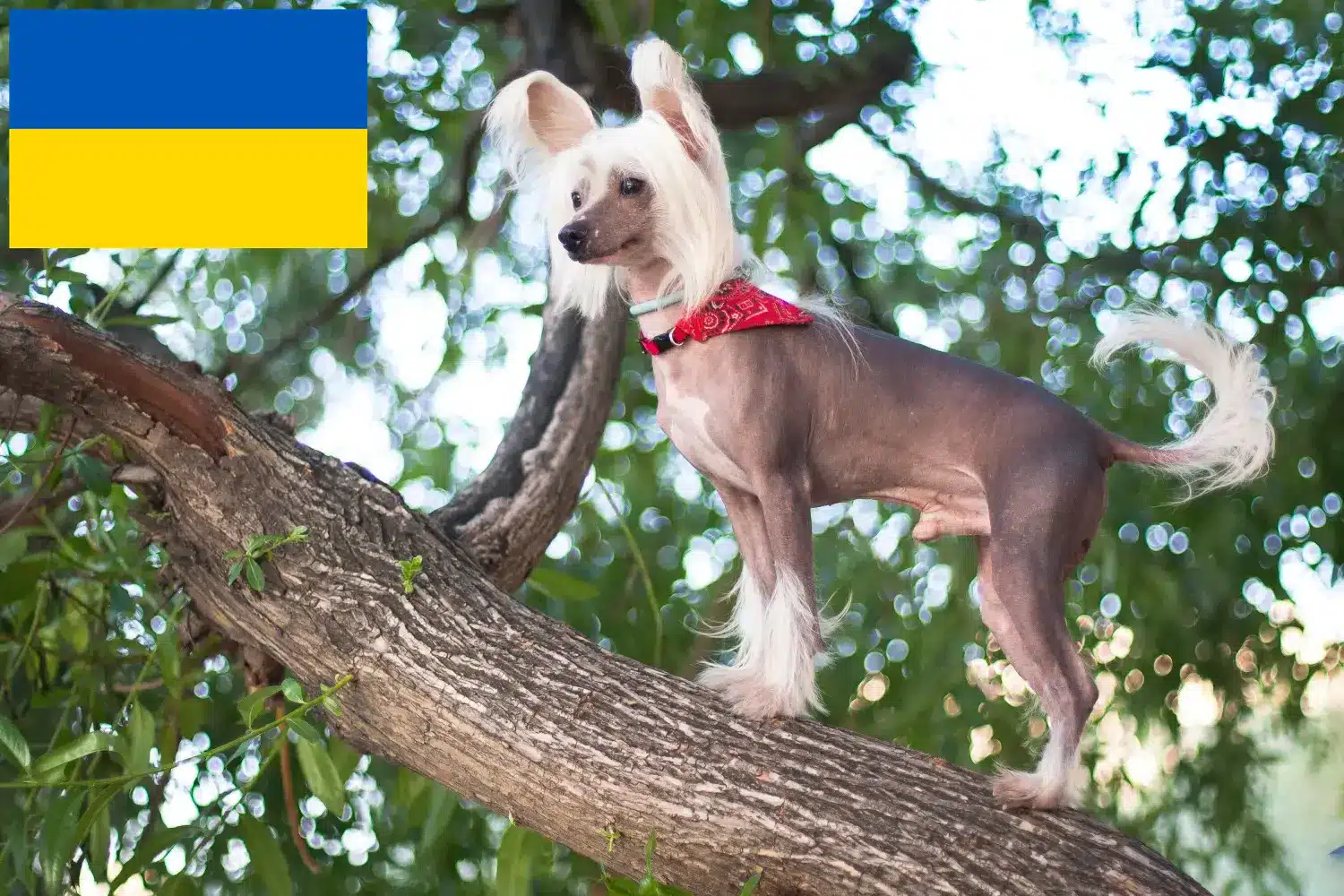 Chinese Crested Dog hvalpe og opdrættere Ukraine Find opdrættere af Chinese Crested Dogs i Ukraine her.