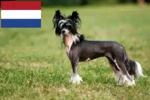 Read more about the article Opdrættere og hvalpe af Chinese Crested Dog i Holland