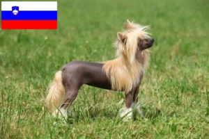 Read more about the article Opdrættere og hvalpe af Chinese Crested Dog i Slovenien