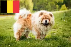 Read more about the article Chow-Chow opdrættere og hvalpe i Belgien