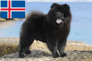 Read more about the article Chow-Chow opdrættere og hvalpe i Island