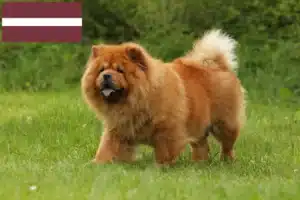 Read more about the article Chow-Chow opdrættere og hvalpe i Letland