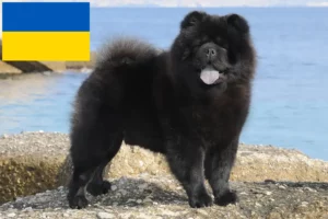 Read more about the article Chow Chow-opdrættere og hvalpe i Ukraine