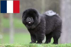 Read more about the article Chow-Chow opdrættere og hvalpe i Frankrig