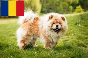 Read more about the article Chow-Chow opdrættere og hvalpe i Rumænien