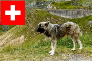 Read more about the article Ciobănesc Românesc Carpatin opdrættere og hvalpe i Schweiz