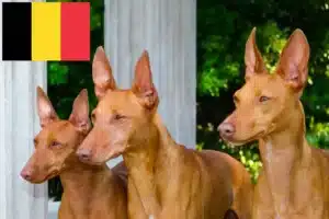 Read more about the article Cirneco dell’ Etna opdrættere og hvalpe i Belgien