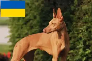 Read more about the article Cirneco dell’ Etna opdrættere og hvalpe i Ukraine