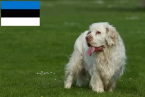 Read more about the article Clumber Spaniel opdrættere og hvalpe i Estland