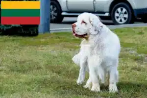 Read more about the article Clumber Spaniel opdrættere og hvalpe i Litauen