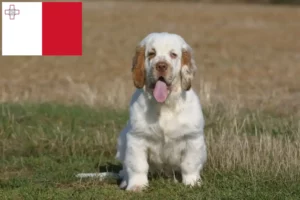 Read more about the article Clumber Spaniel opdrættere og hvalpe på Malta