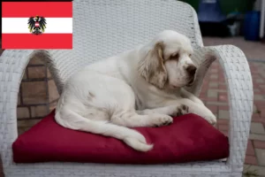 Read more about the article Clumber Spaniel opdrættere og hvalpe i Østrig