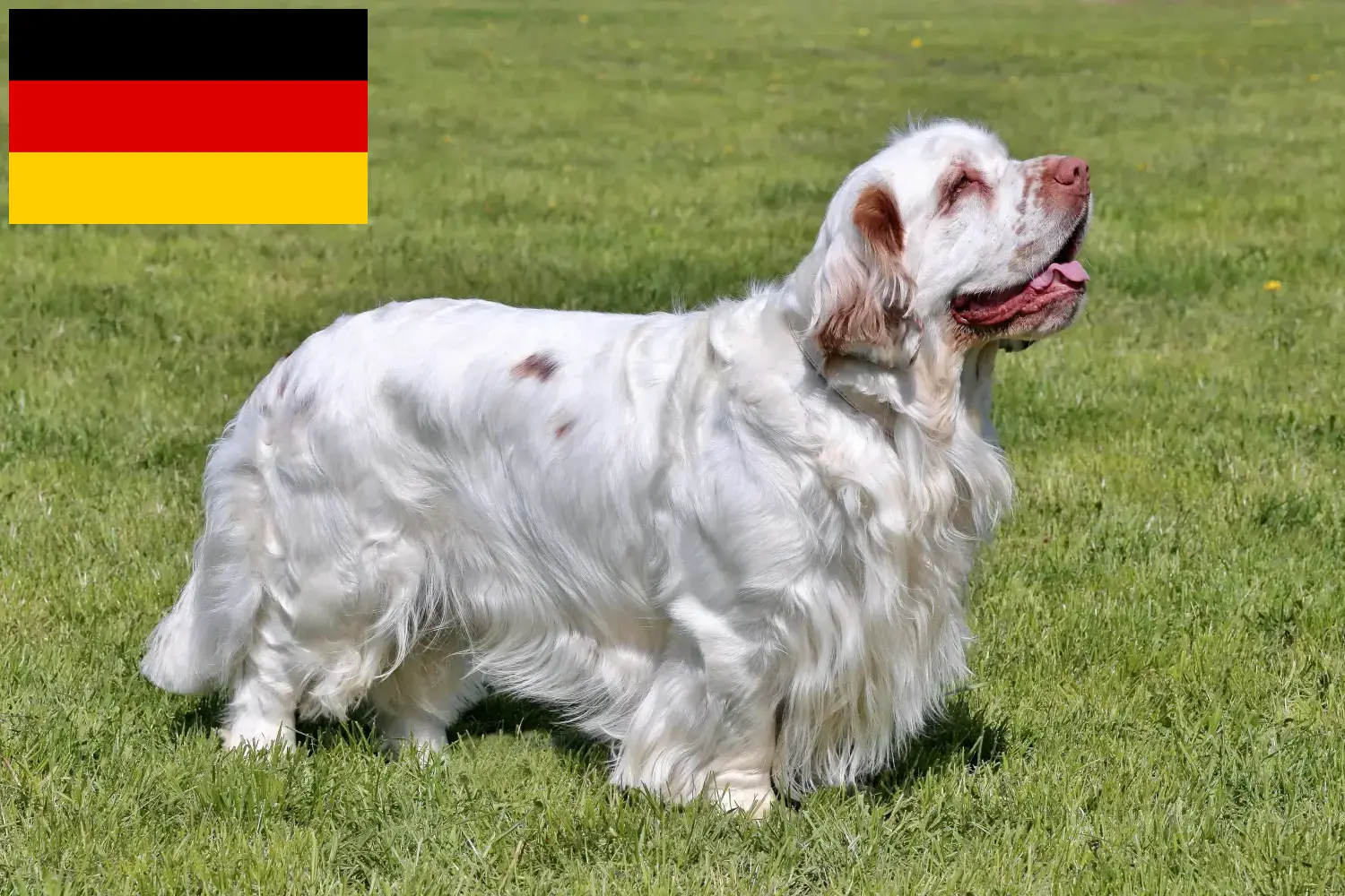 Read more about the article Clumber Spaniel opdrættere og hvalpe i Tyskland