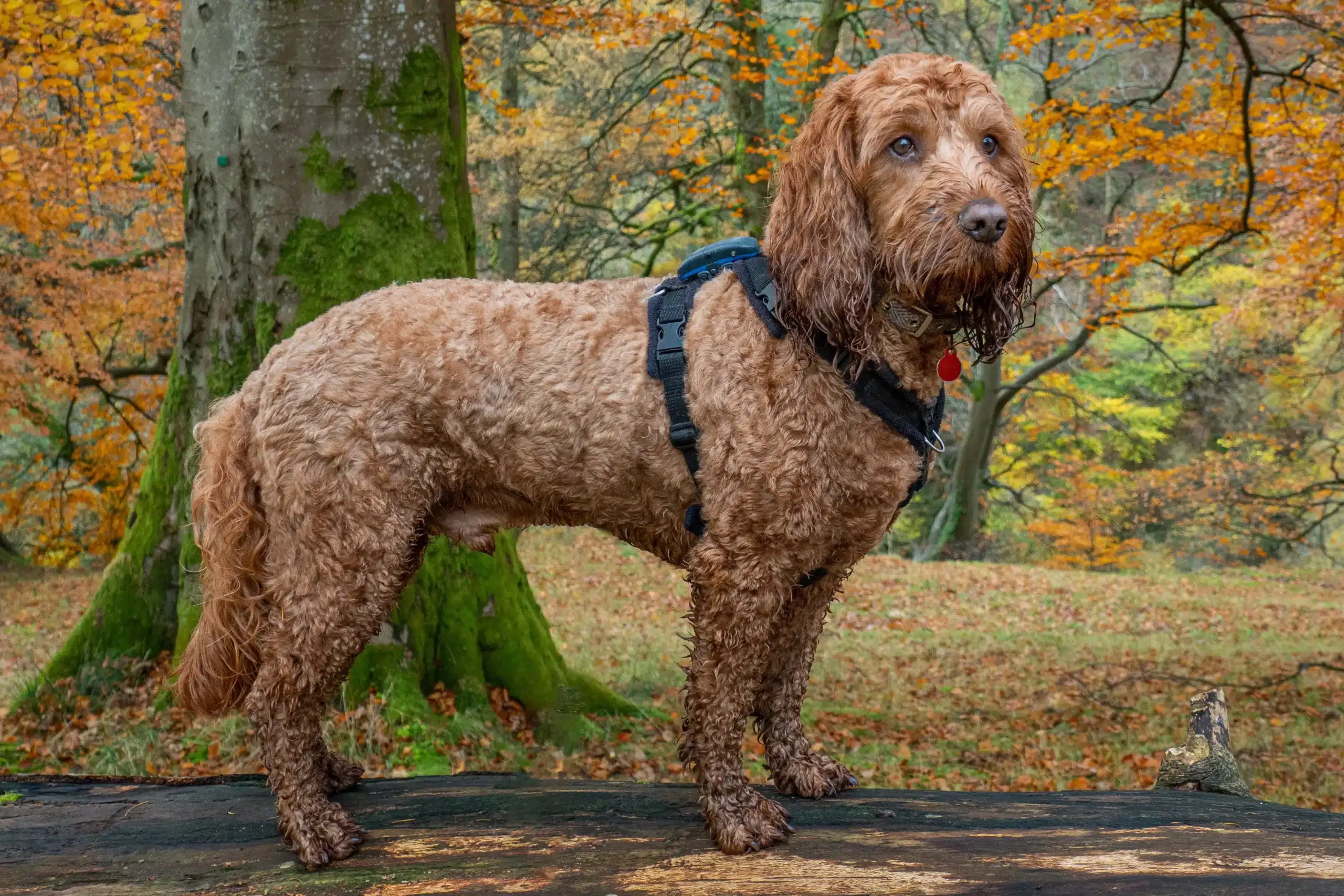 Read more about the article Cockapoo-opdrætter