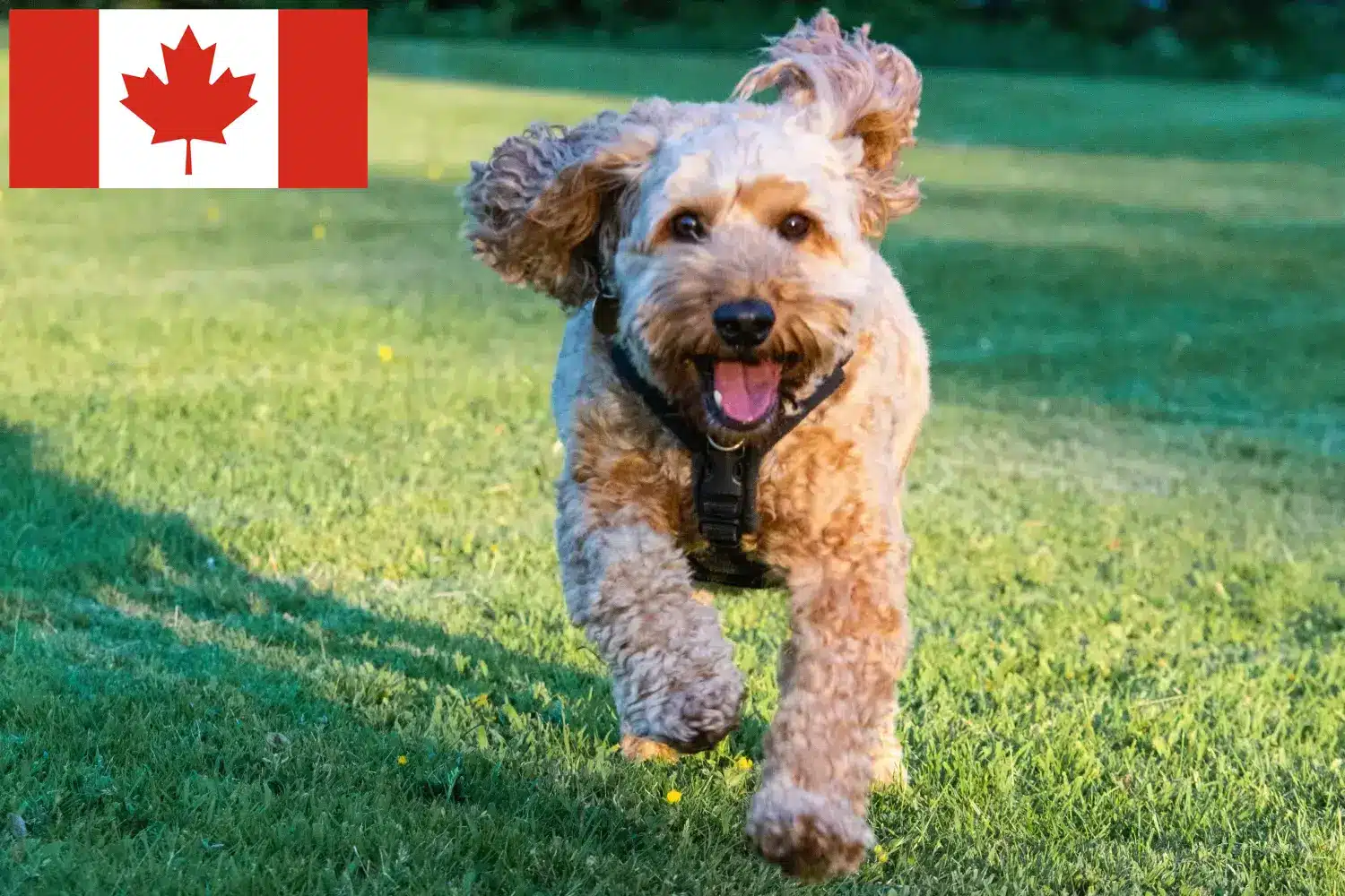 Read more about the article Cockapoo-opdrættere og hvalpe i Canada