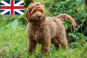 Read more about the article Cockapoo-opdrættere og hvalpe i Storbritannien