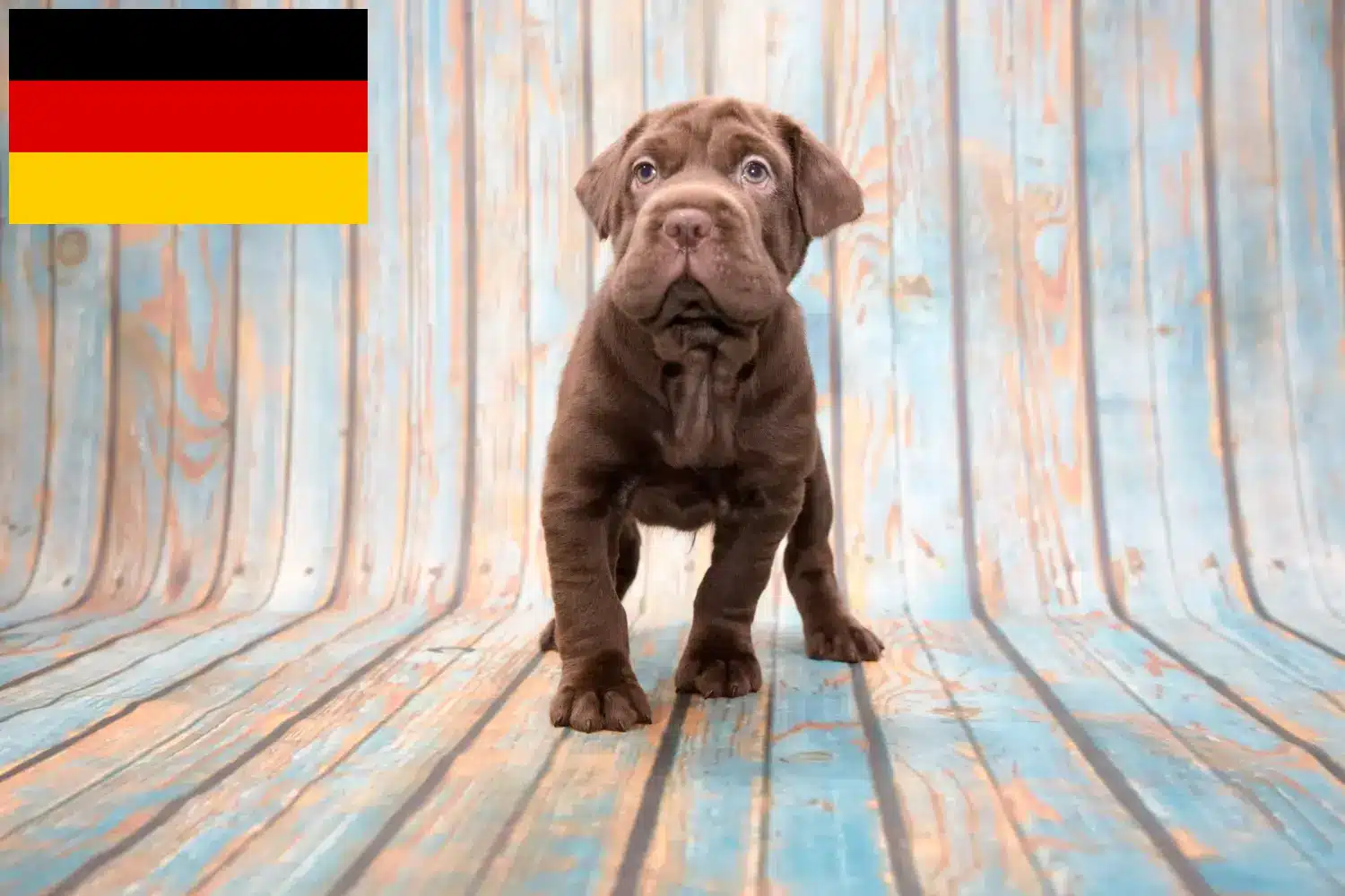 Cocker Pei hvalpe og opdrættere Tyskland Her kan du finde Cocker Pei-opdrættere i Tyskland.