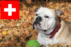 Read more about the article Continental Bulldog opdrættere og hvalpe i Schweiz
