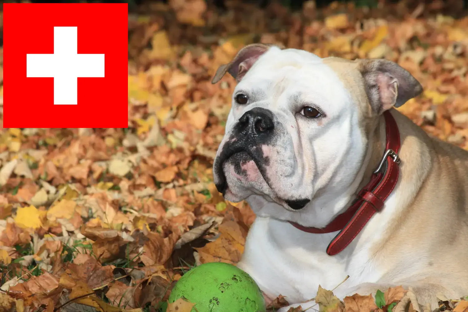 Continental Bulldog hvalpe og opdrættere Schweiz Her kan du finde opdrættere af Continental Bulldogs i Schweiz.
