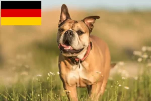 Read more about the article Continental Bulldog opdrættere og hvalpe i Tyskland