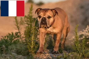 Read more about the article Continental Bulldog opdrættere og hvalpe i Frankrig
