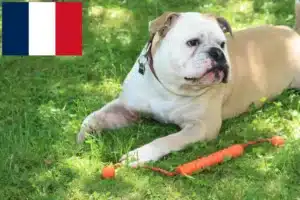 Read more about the article Continental Bulldog opdrættere og hvalpe på Réunion