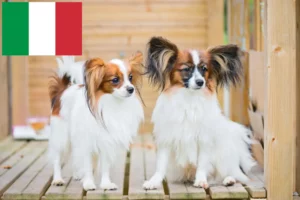 Read more about the article Continental Dwarf Spaniel opdrætter og hvalpe i Italien