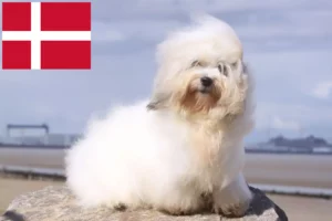 Read more about the article Coton de Tuléar opdrættere og hvalpe i Danmark