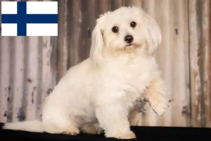 Read more about the article Coton de Tuléar opdrættere og hvalpe i Finland