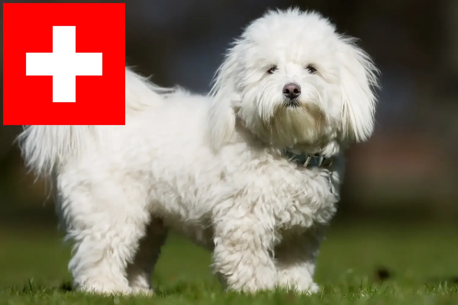 Read more about the article Coton de Tuléar-opdrættere og hvalpe i Schweiz