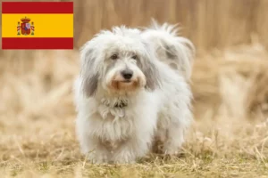Read more about the article Coton de Tuléar opdrættere og hvalpe i Spanien
