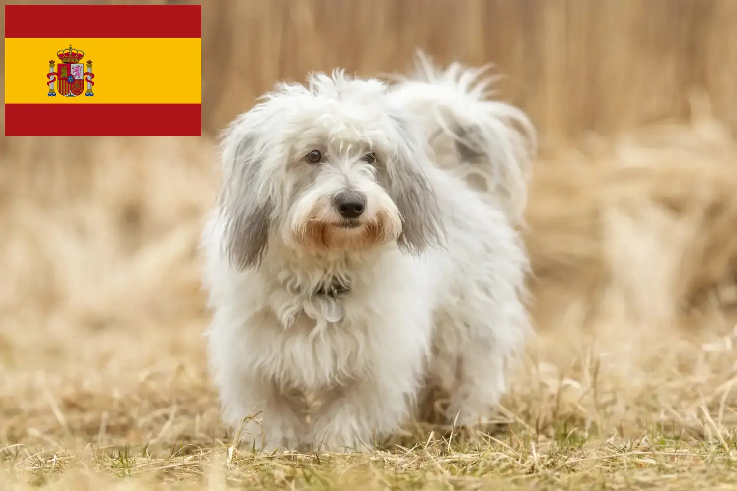 Coton de Tuléar hvalpe og opdrættere Spanien Find Coton de Tuléars-opdrættere i Spanien her.