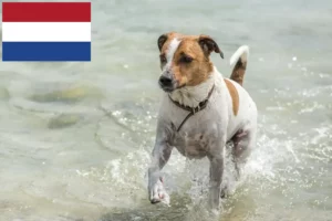 Read more about the article Dansk-svenske gårdhundeopdrættere og hvalpe i Holland